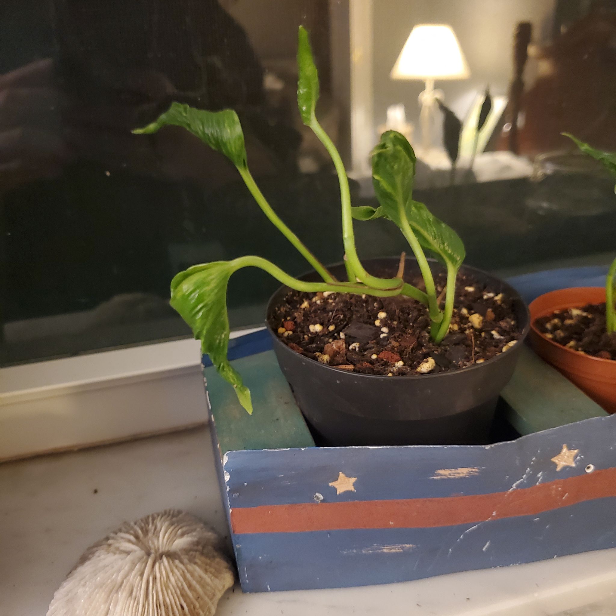 Pothos 'Shangri La' plant in a small pot with visible soil, placed in a decorative holder.