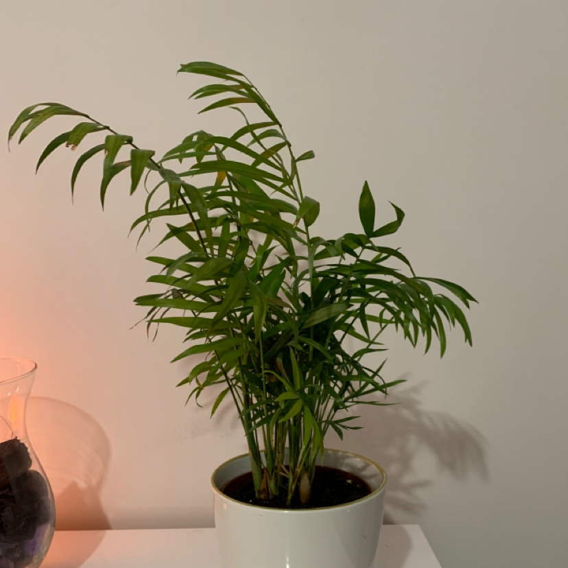 Parlour Palm plant photo by @Ashleywoman named Nicki on Greg, the plant care app.