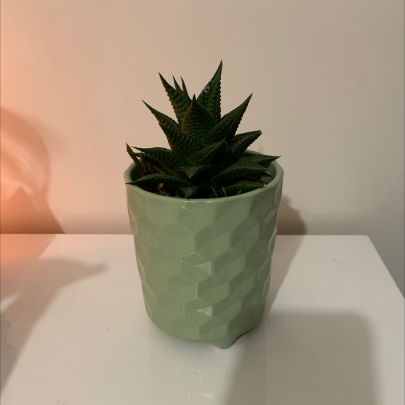 Fairy Washboard plant photo by @Ashleywoman named Penelope on Greg, the plant care app.