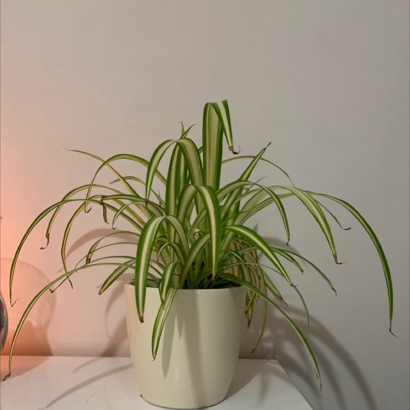 Spider Plant plant photo by @Ashleywoman named Philip on Greg, the plant care app.