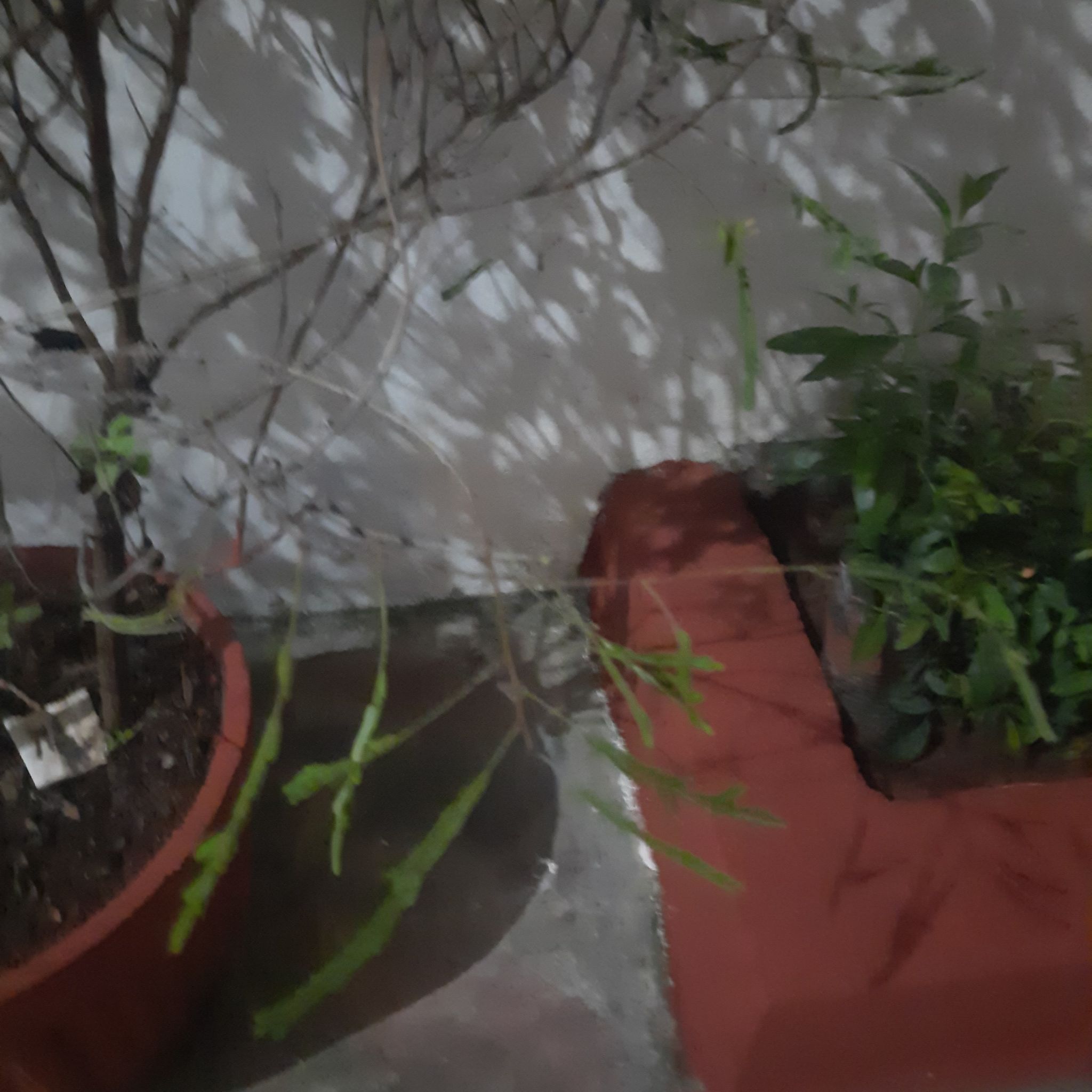 Photo of the plant species Indian-Gooseberry by @CentralCapemay named My amla on Greg, the plant care app