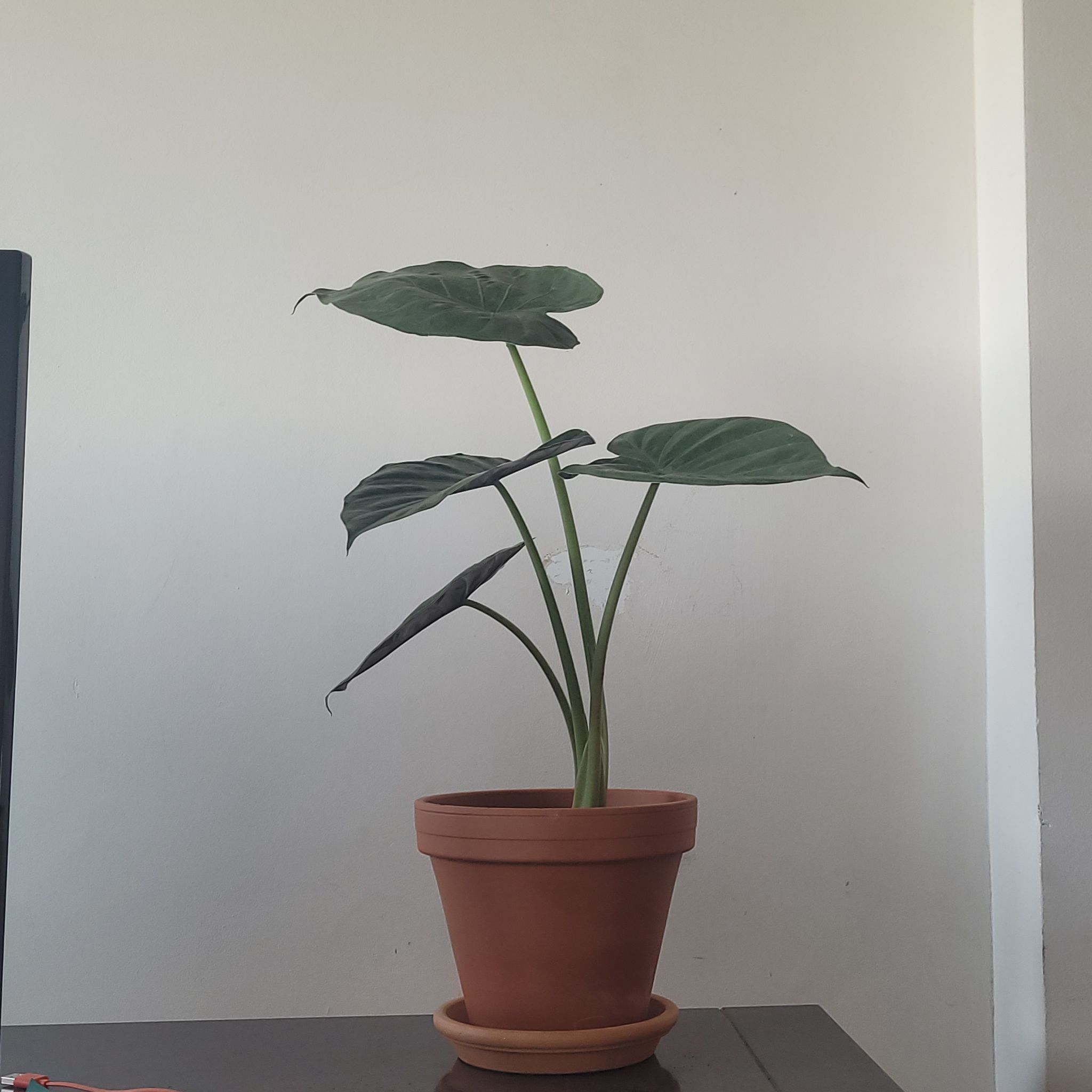 Photo of the plant species Chinese Taro by @NewCardoon named Chinese taro on Greg, the plant care app