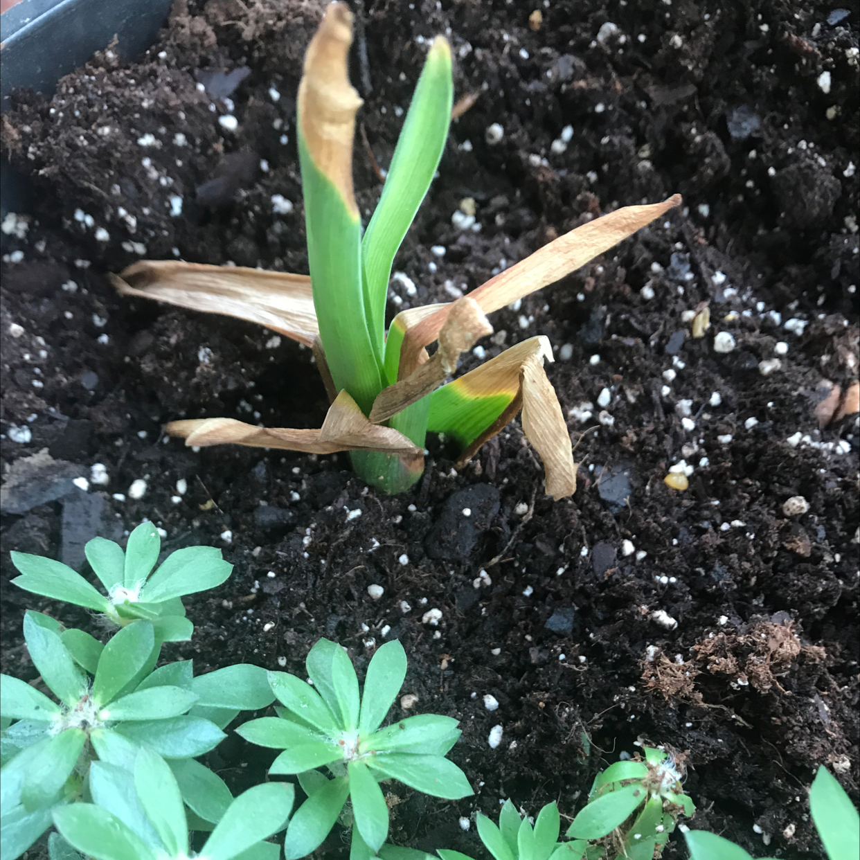 Garden Hyacinth plant with browning leaves in soil, other small plants visible.