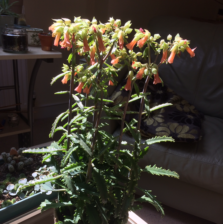 Photo of the plant species Mother of Thousands by @squiggle named Lucky bells on Greg, the plant care app