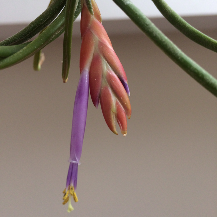 Medusa Head Air Plant plant photo by @squiggle named William on Greg, the plant care app.