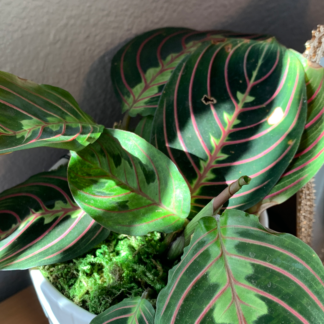 Photo of the plant species Green Prayer Plant by @viv named dino on Greg, the plant care app