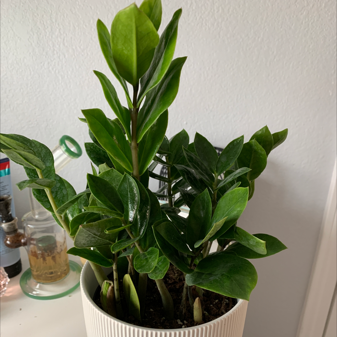 Zamioculcas Zamiifolia plant photo by @viv named florp on Greg, the plant care app.