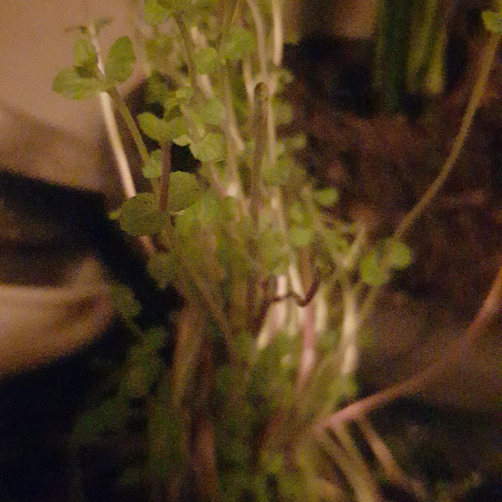 Plant care for Federici Augusti Saxifrage on Greg, the plant care app