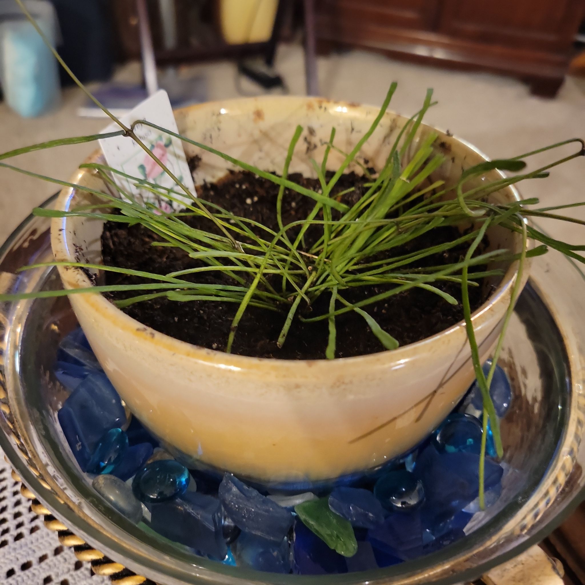Potted Grass-leaved Hoya plant with long, thin leaves in a ceramic pot with visible soil.