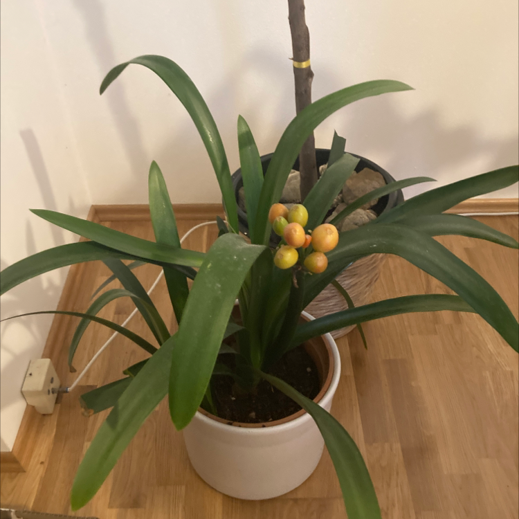 Bush Lily plant in a white pot with green leaves and orange berries, another plant in the background.
