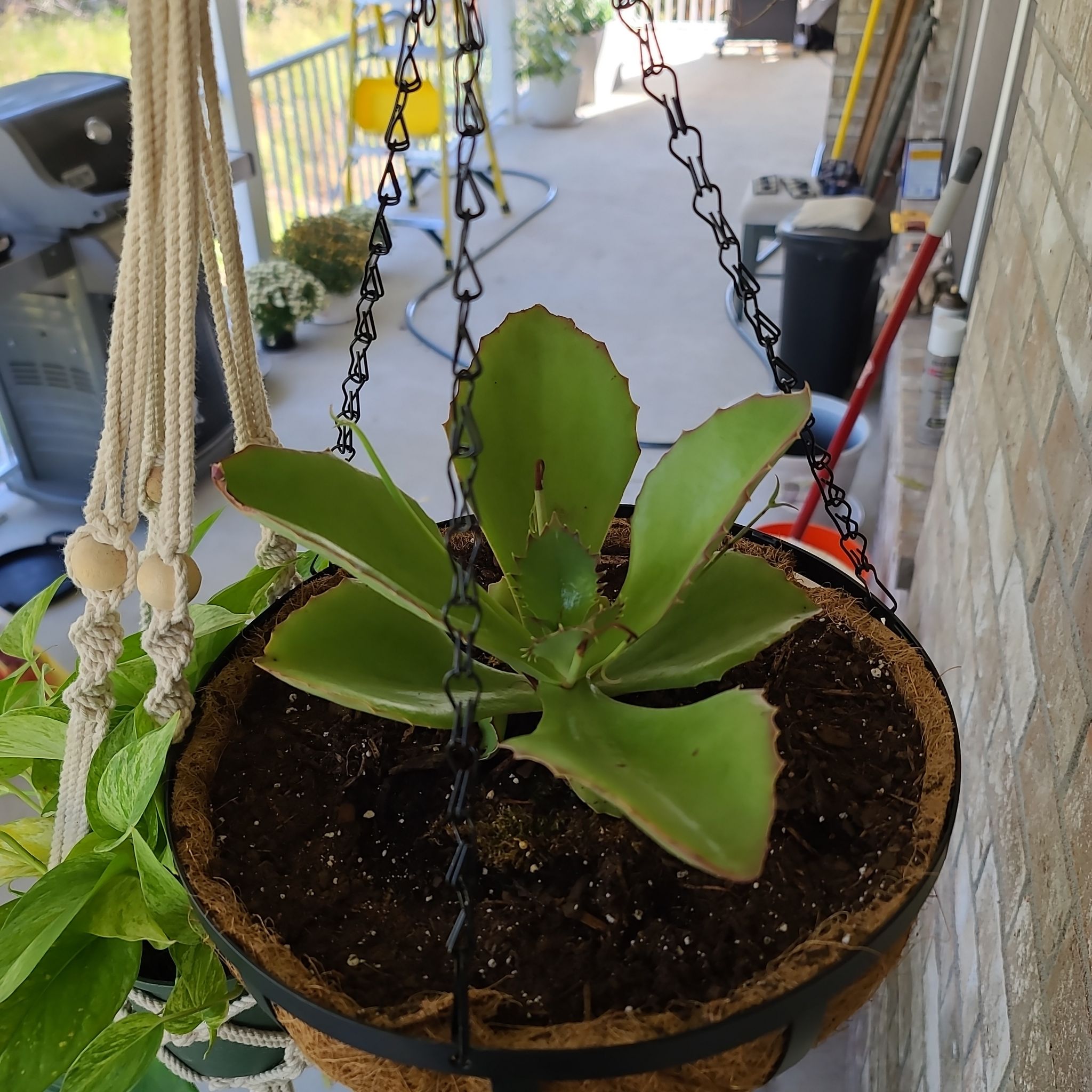 Hanging basket with a healthy Walking Kalanchoe plant in an outdoor setting.