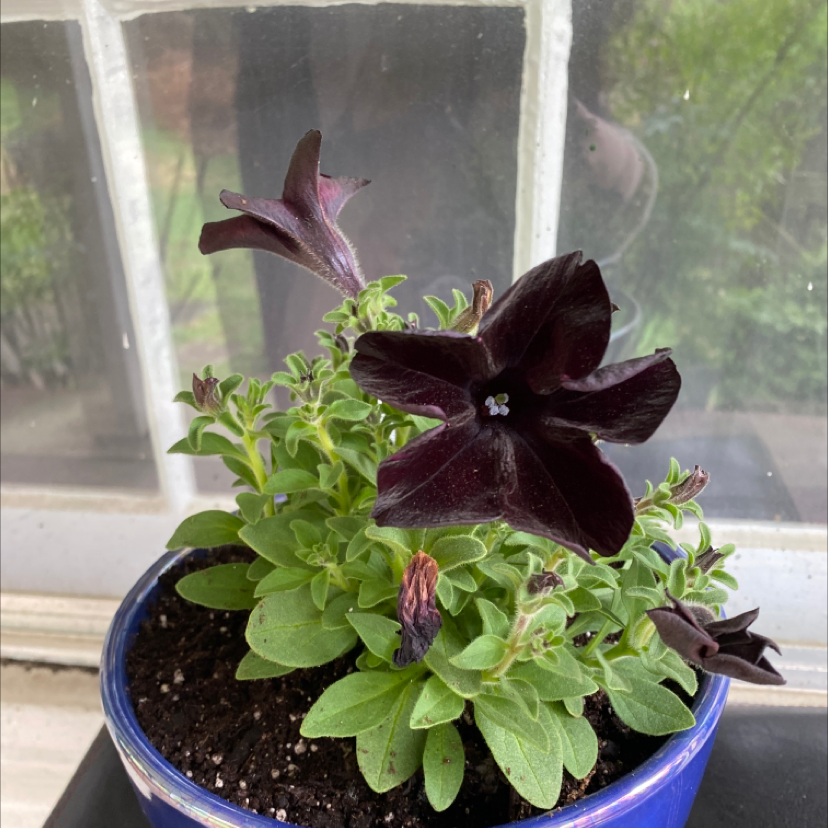 Million Bells plant in a blue pot with dark purple flowers and green leaves.