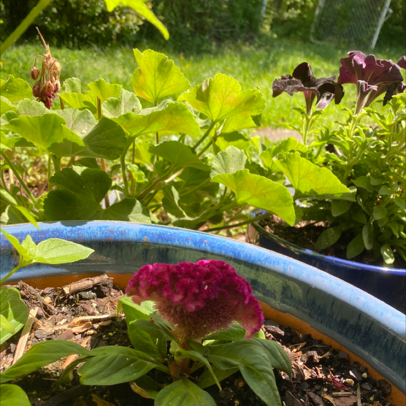 Vibrant red and maroon cockscomb flowers blooming in a garden bed with bright green foliage and a blue watering hose.