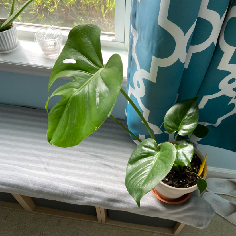 Monstera plant photo by Sander named Monstieur on Greg, the plant care app.