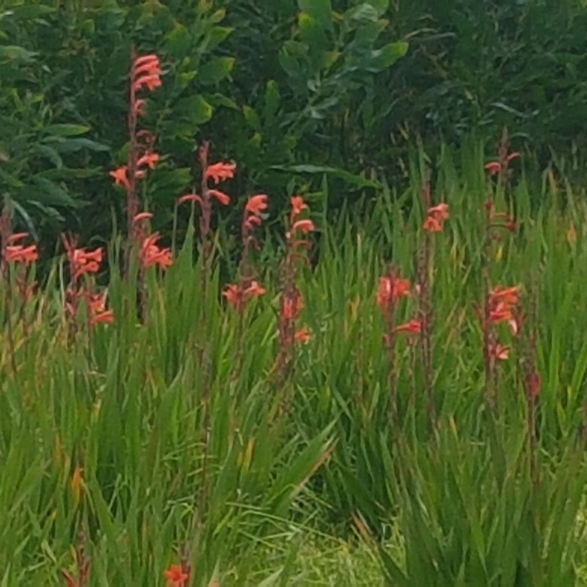 Photo of the plant species Bulbil Bugle-Lily by @HealthfulKiekie named Dont know on Greg, the plant care app