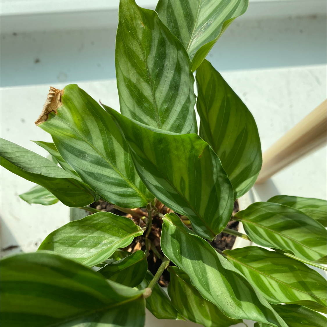 Rose Calathea plant photo by @annakatklein named Oscar on Greg, the plant care app.
