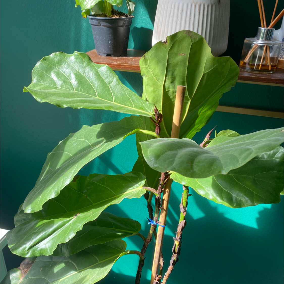 Fiddle Leaf Fig plant photo by @annakatklein named Petunia on Greg, the plant care app.