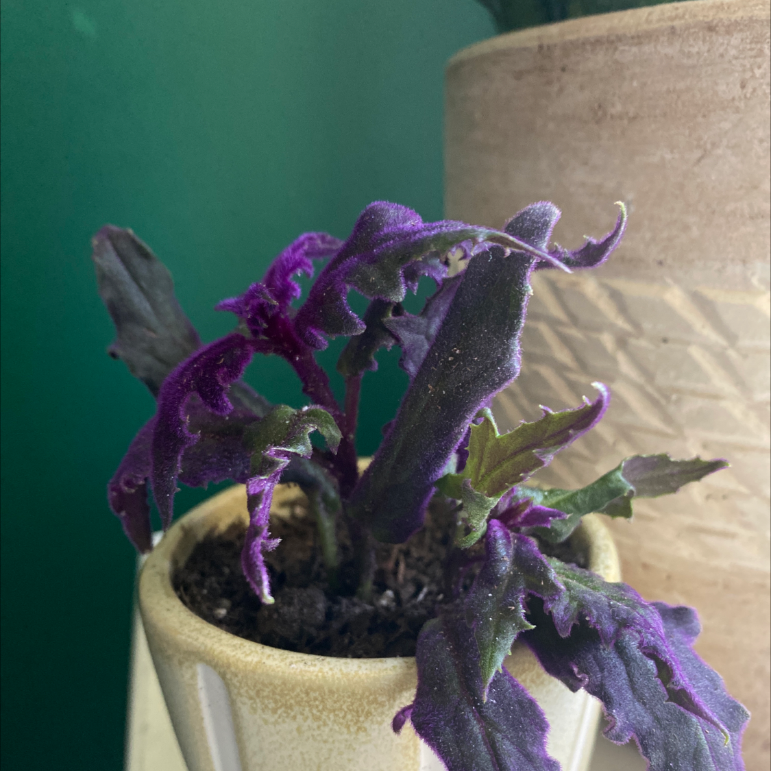 Purple Velvet Plant plant photo by @annakatklein named Rembrant on Greg, the plant care app.