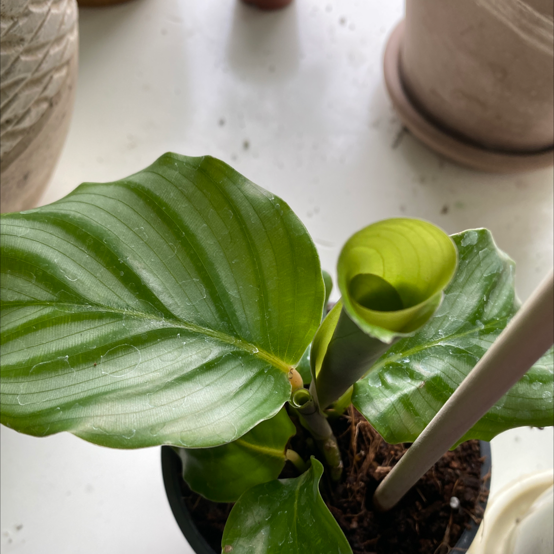 Calathea Orbifolia plant photo by @annakatklein named Pollock on Greg, the plant care app.