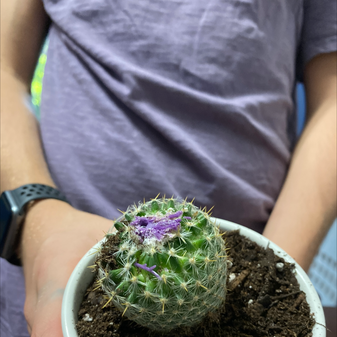 Photo of the plant species Blessed Milk Thistle by @annakatklein named Worstecher on Greg, the plant care app