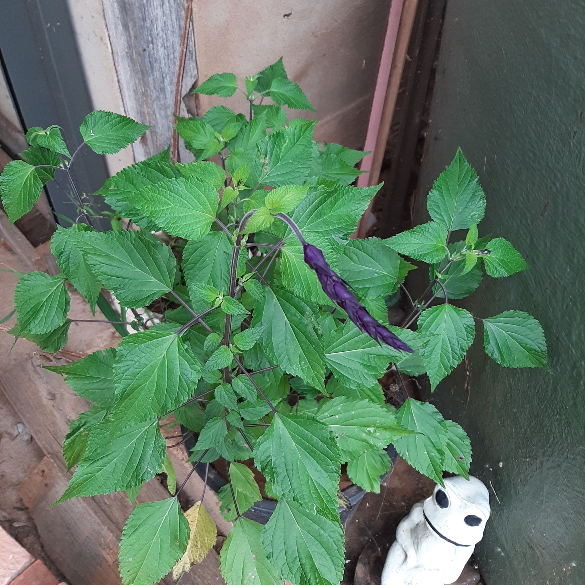 Anise-Scented Sage plant with green leaves and a purple flower.