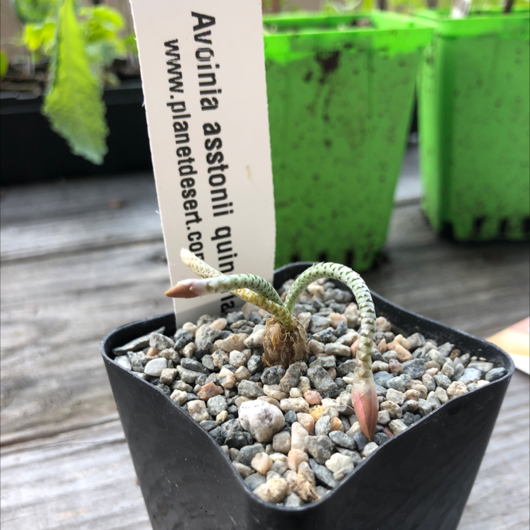 Photo of the plant species Avonia alstonii by John named Snake on Greg, the plant care app