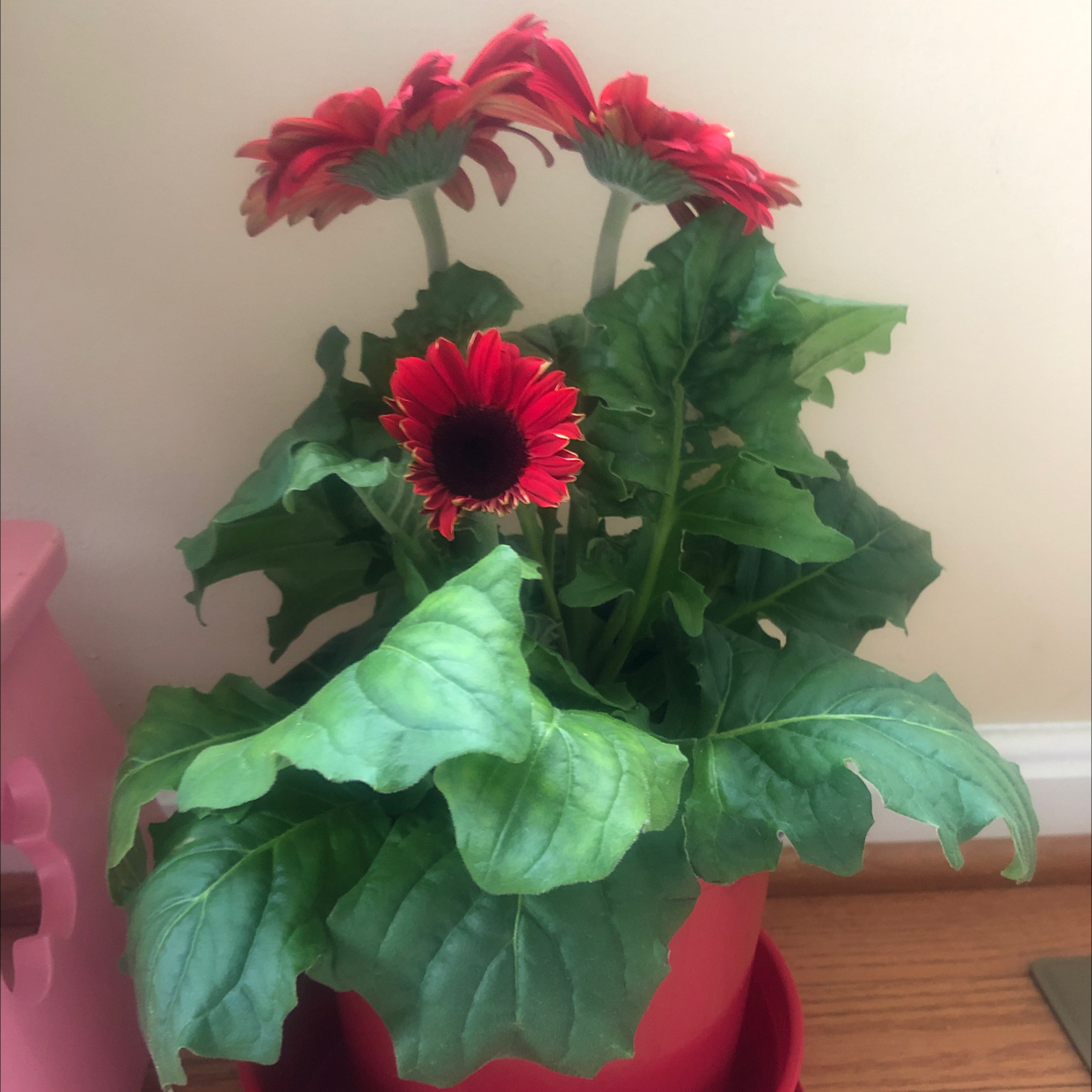 Gerbera plant with red flowers and green leaves in a pot indoors.