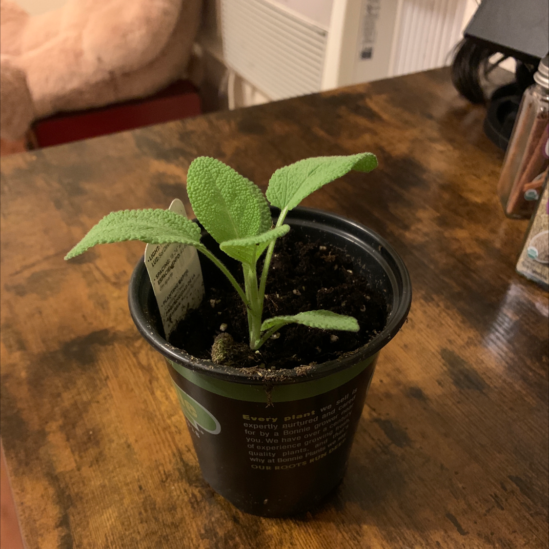 A healthy Common Sage plant in a black pot on a wooden surface.