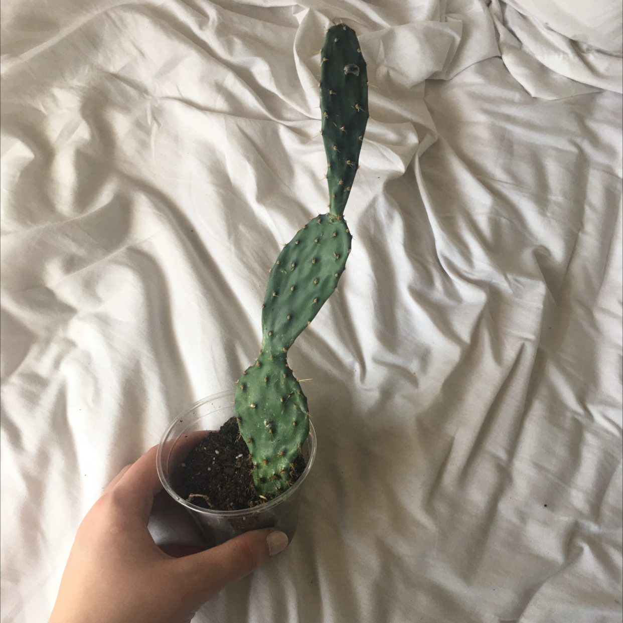 Barbary Fig cactus with three segments in a clear plastic container, held by a hand.