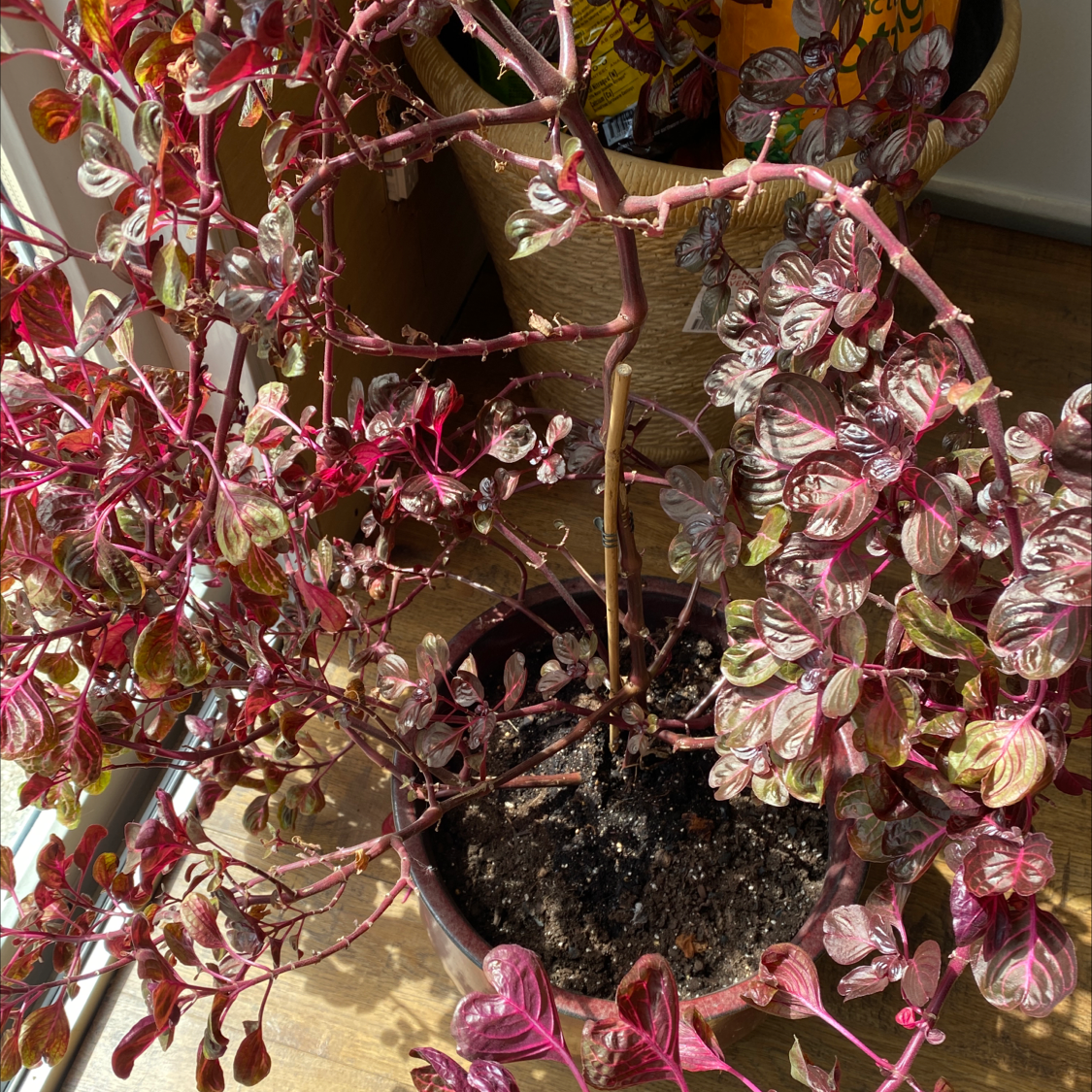 A thriving Herbst's Bloodleaf plant with vibrant burgundy red and deep green leaves, growing in a pot with visible soil.
