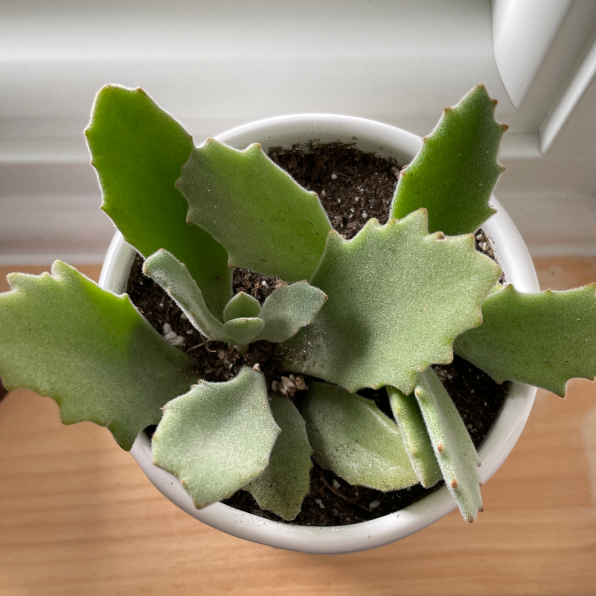 Millot Kalanchoe plant in a white pot with visible soil, healthy green leaves.