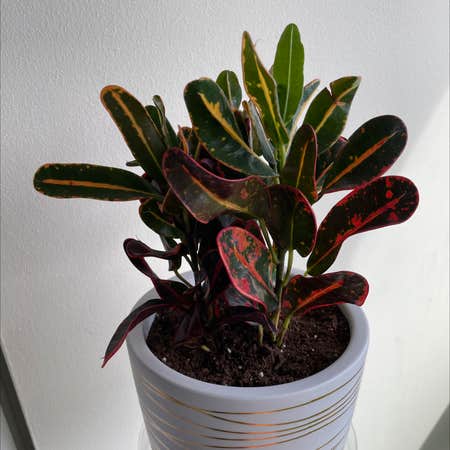Photo of the plant species Croton Curly Boy by @runshare named Luna croton on Greg, the plant care app
