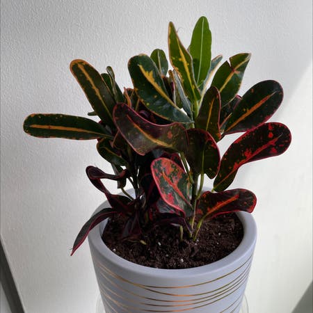 Photo of the plant species Croton Curly Boy by Runshare named Luna croton on Greg, the plant care app