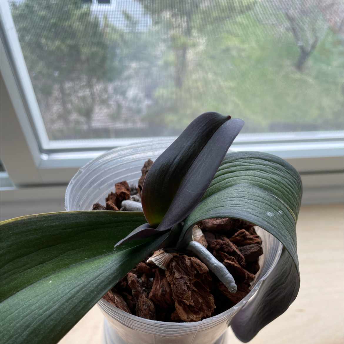 Phalaenopsis orchid in a clear plastic pot with bark substrate, slight yellowing on leaf edges.