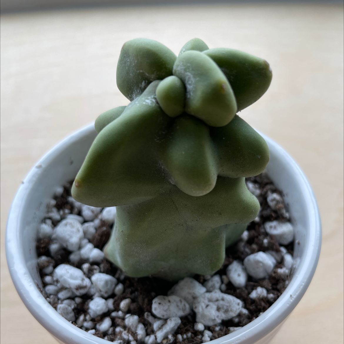 Photo of the plant species Pachycereus Schottii by @runshare named Cactus on Greg, the plant care app