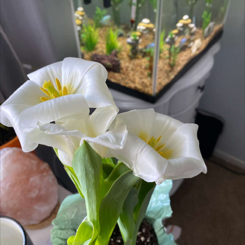 Garden Tulip with white flowers in bloom, healthy leaves, and visible soil.