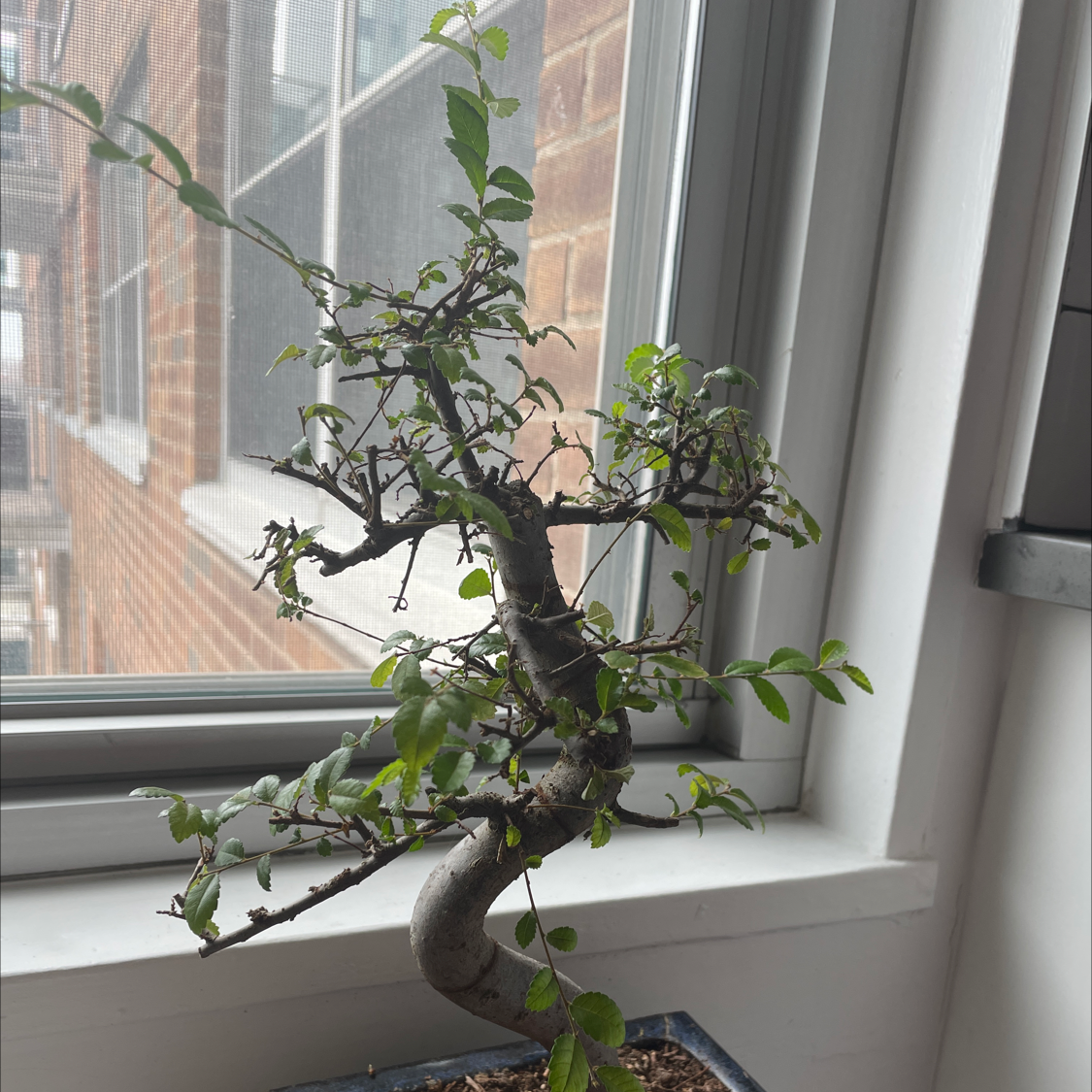 Healthy Chinese Elm bonsai tree with thick trunk and vibrant green leaves, in a shallow pot on a windowsill.