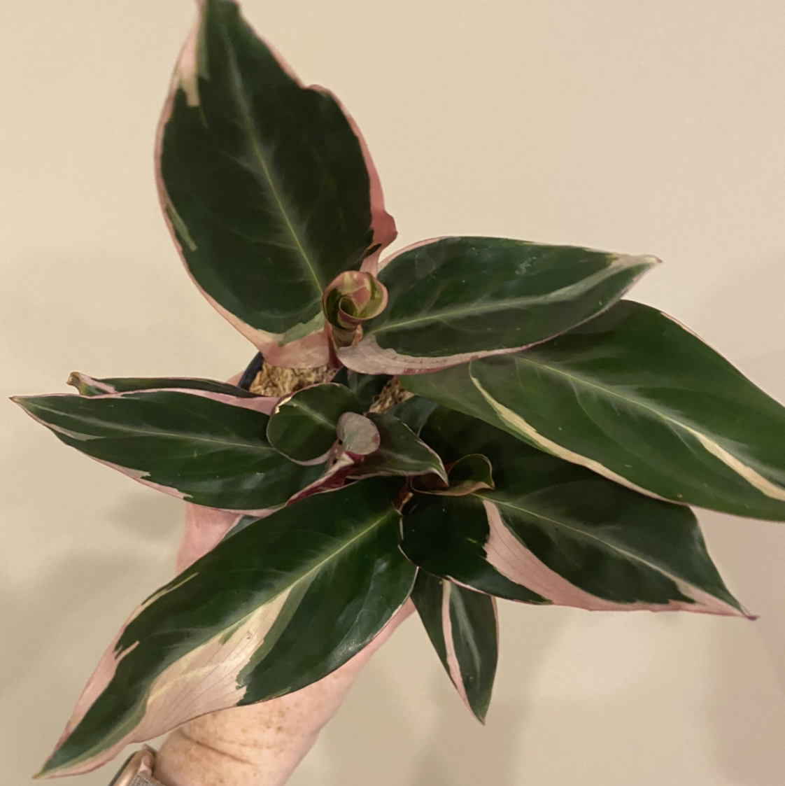 Triostar Stromanthe plant photo by @MeganO named Scarlett on Greg, the plant care app.