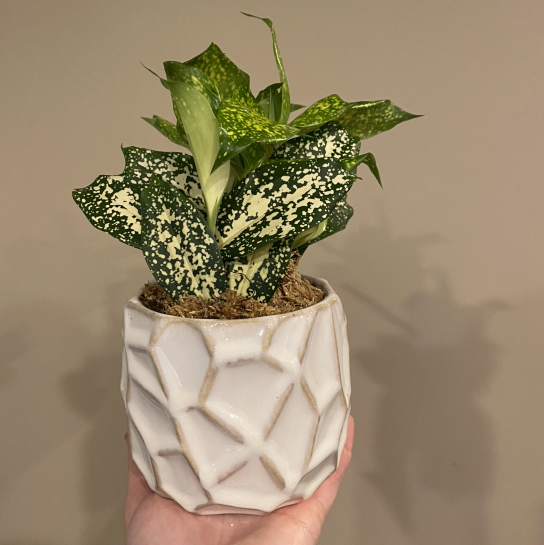 Gold Dust Dracaena plant photo by @MeganO named Fleur on Greg, the plant care app.