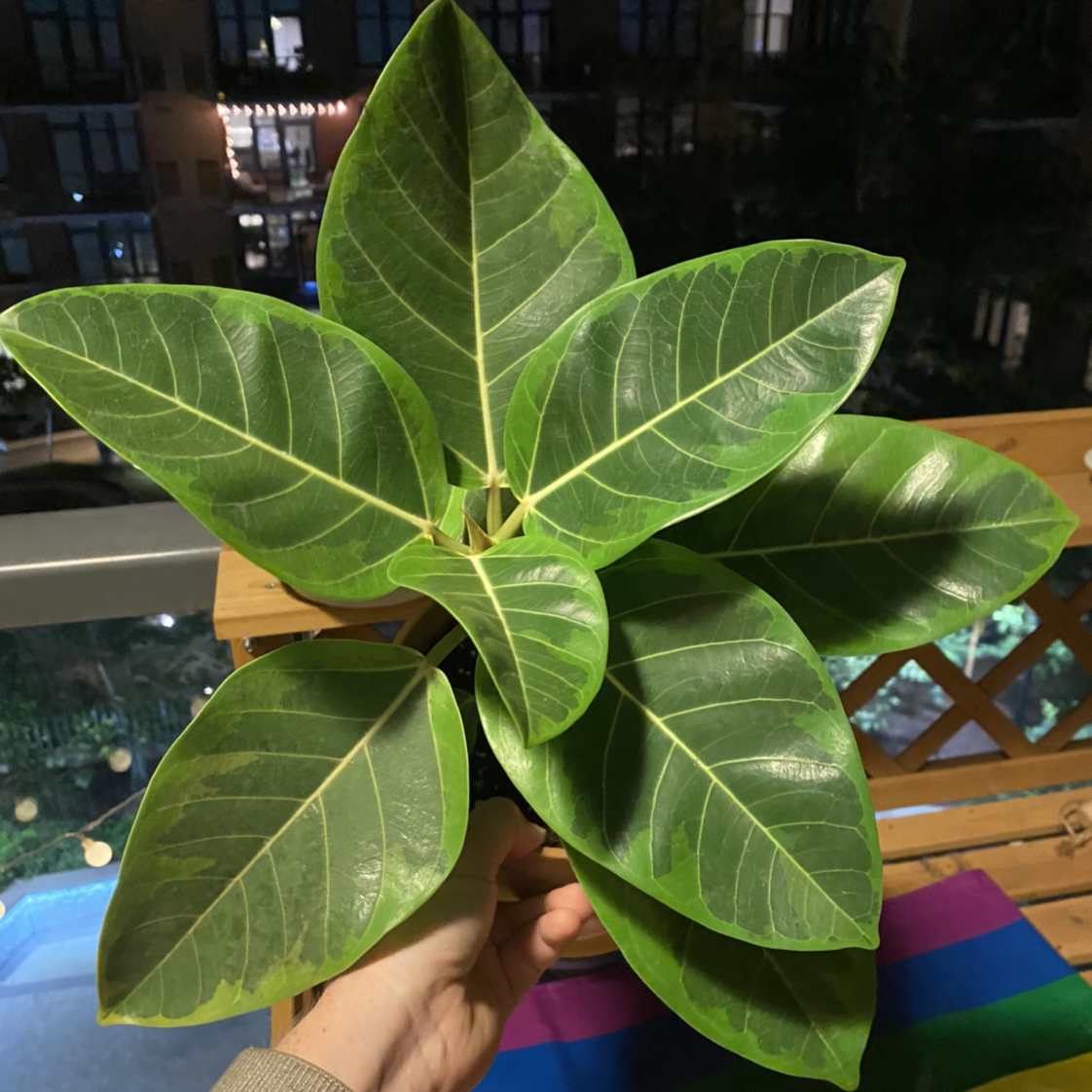 Ficus 'Golden Gem' plant photo by @MeganO named Goldie on Greg, the plant care app.