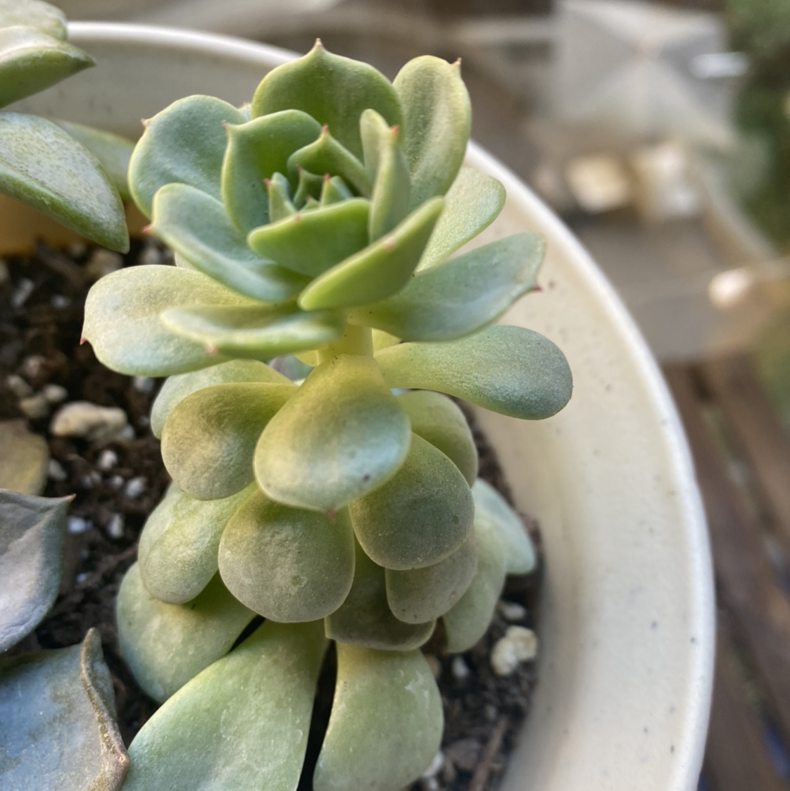 Echeveria Elegans plant photo by @MeganO named Winston on Greg, the plant care app.