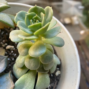 Pearl Echeveria plant photo by @MeganO named Winston on Greg, the plant care app.