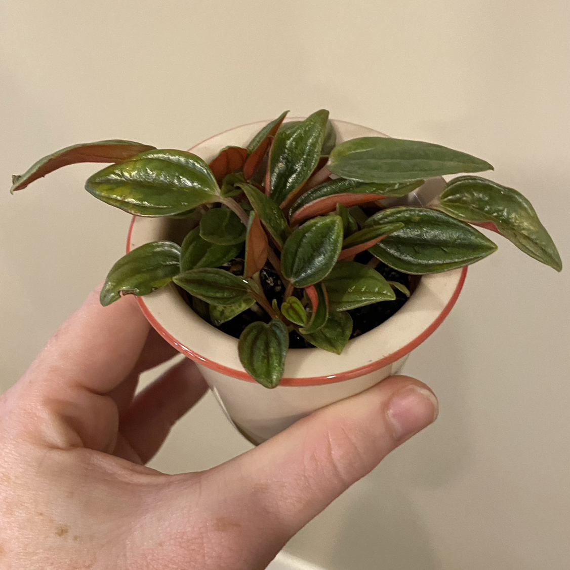 Peperomia 'Rosso' plant photo by @MeganO named Korinna on Greg, the plant care app.