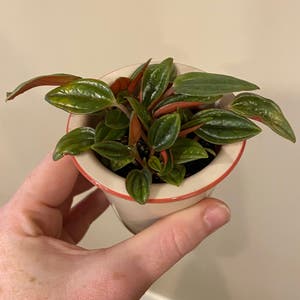 Peperomia 'Rosso' plant photo by Megano named Korinna on Greg, the plant care app.