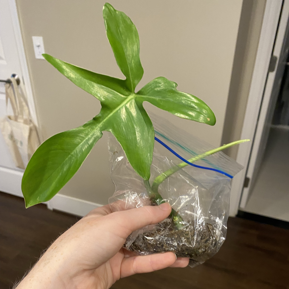 Photo of the plant species Philodendron Pedatum by @MeganO named Giovanna on Greg, the plant care app