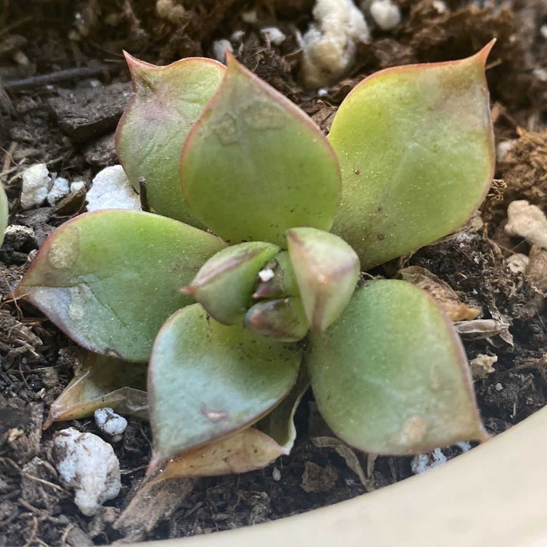 Echeveria 'Orion' plant photo by @MeganO named Darwin on Greg, the plant care app.