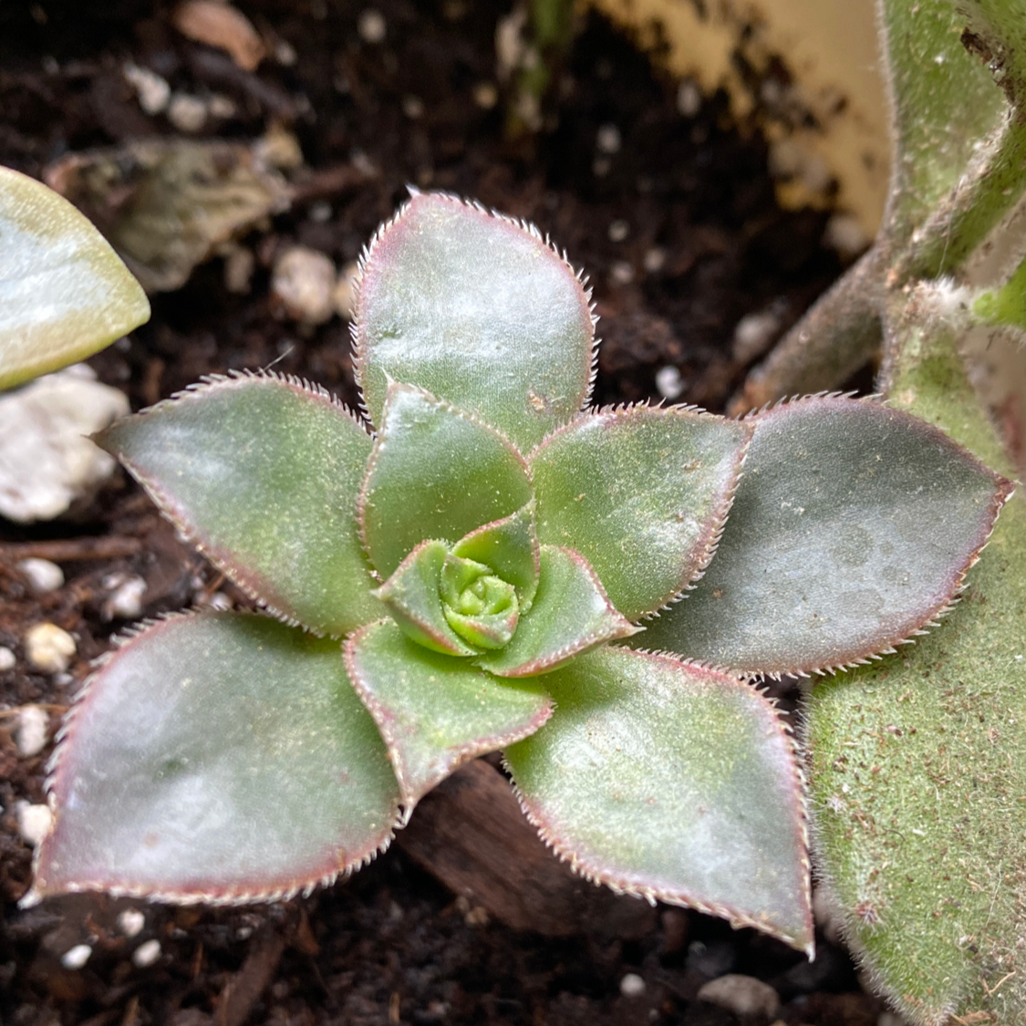 Haworth's Aeonium plant photo by @MeganO named Feona on Greg, the plant care app.