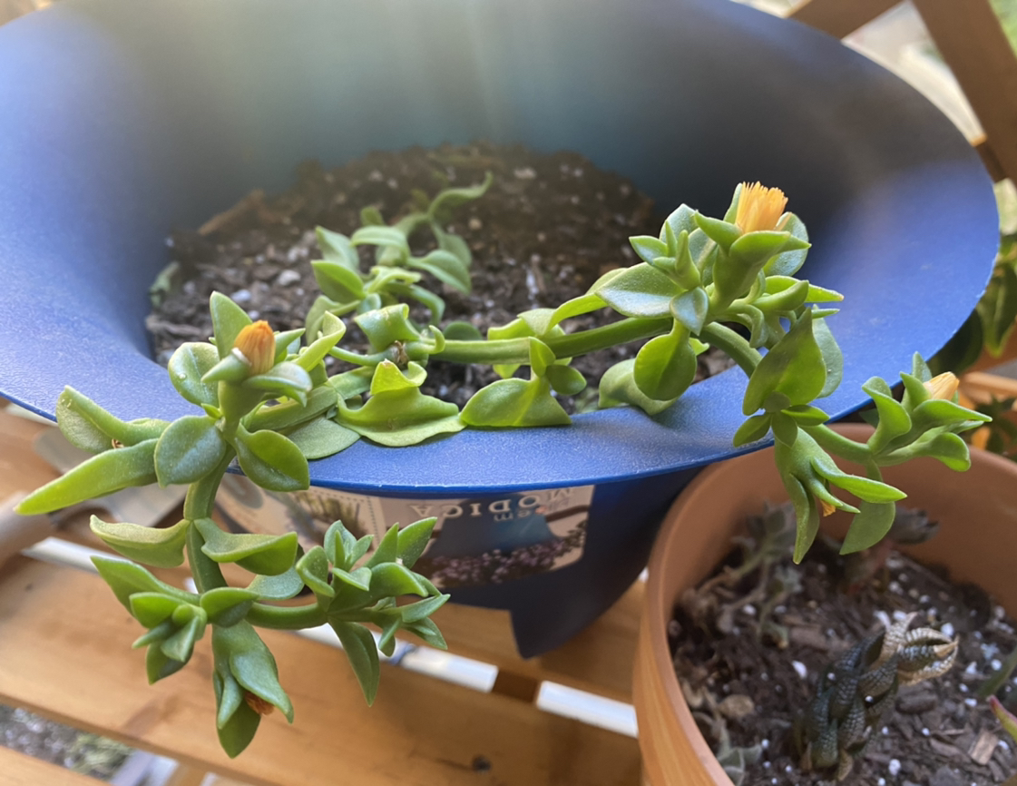 Baby Sun Rose plant photo by @MeganO named Daphne on Greg, the plant care app.