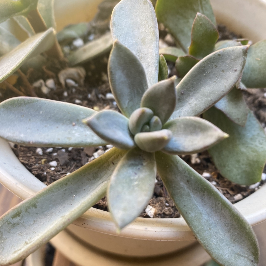 Ghost Plant plant photo by @MeganO named Delilah on Greg, the plant care app.