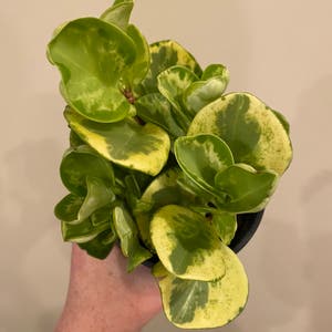 Golden Gate Peperomia plant photo by Megano named Manuel on Greg, the plant care app.